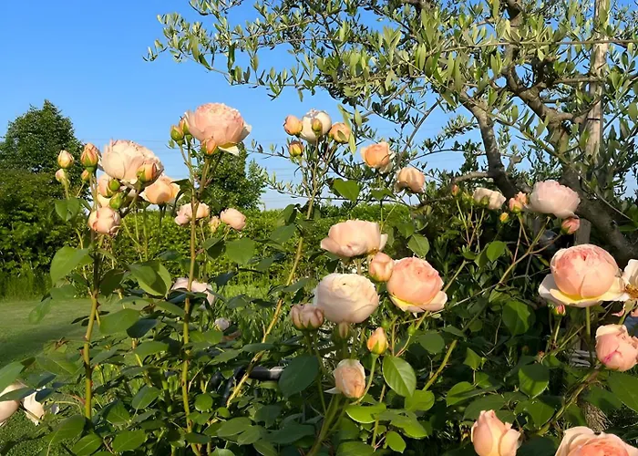 * * * * * Splendida 公寓